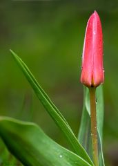 Tulipan (Tulipa sylvestris)